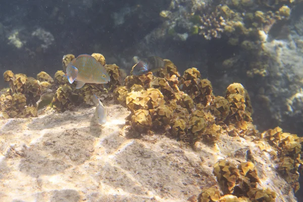 Parrotfishes közelében a Seychelle-szigetek az Indiai-óceán. — Stock Fotó