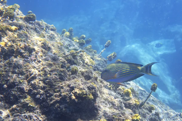 Seyşeller yakınındaki Hint Okyanusu'nda palyaço surgeonfish. — Stok fotoğraf