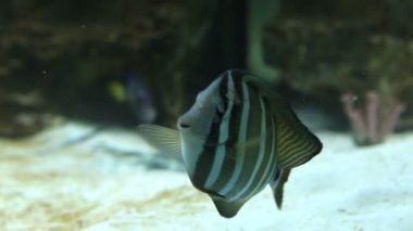 Red Sea sailfin tang - Zebrasoma desjardinii