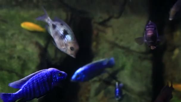 Aquarium d'eau salée magnifiquement décoré avec des poissons . — Video