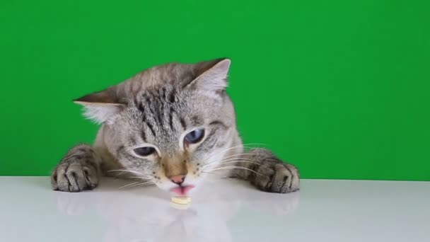 Rolig katt sitter vid bordet och slickar behandla. Slow motion. — Stockvideo
