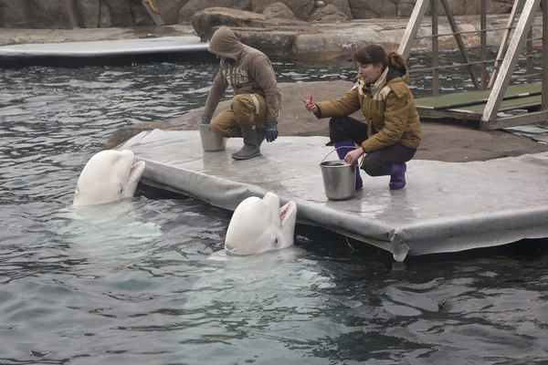 Los entrenadores alimentan a las dos belugas. Zoológico de Moscú . —  Fotos de Stock
