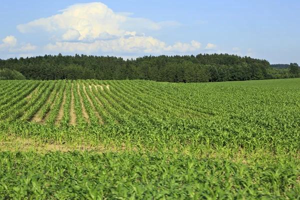 Літній кукурудзяне поле околиці міста Прага. — стокове фото