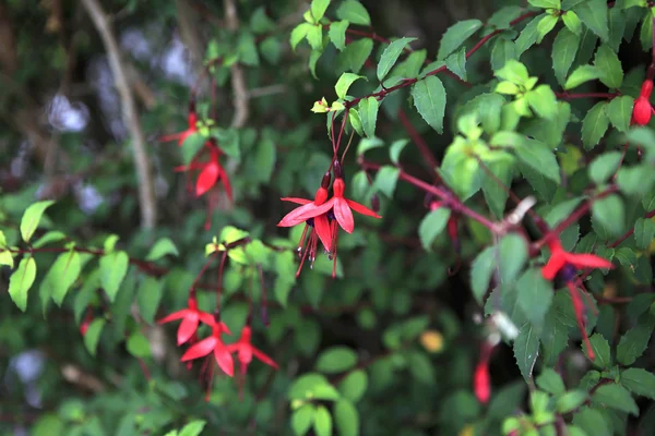 Schöner Strauch fuchsia mit rosa Blüten — Stockfoto