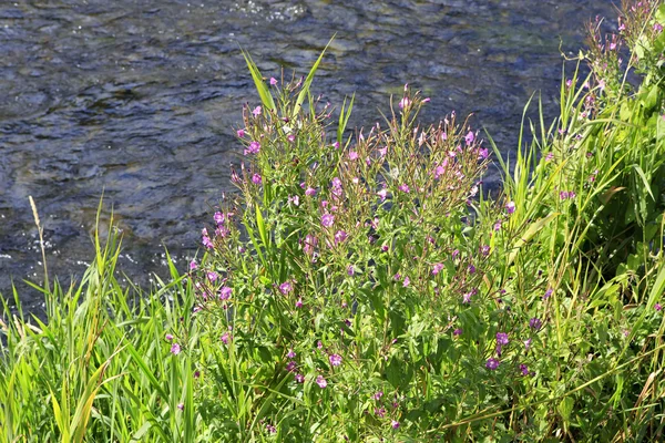 Vackra rosa klockor på Atlantic Irland. — Stockfoto