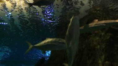 Scomber mackerels ailesindeki Uskumrugiller konut okyanus cinsidir.