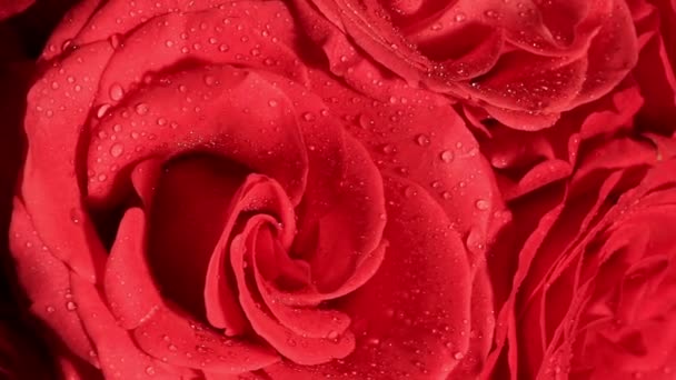 Bellissimo bouquet di rose rosse è ruotato . — Video Stock