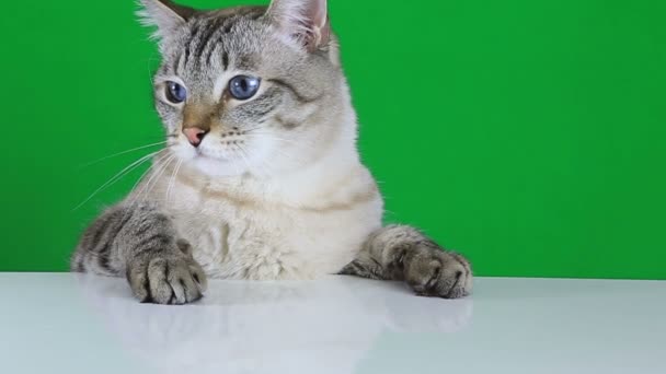 Gato engraçado sentado à mesa e balança a cabeça . — Vídeo de Stock