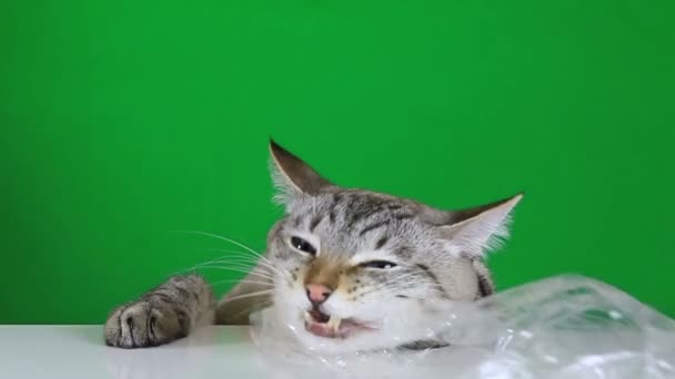 Funny cat sitting at the table and chewing plastic bag. Slow motion. — Stock Video