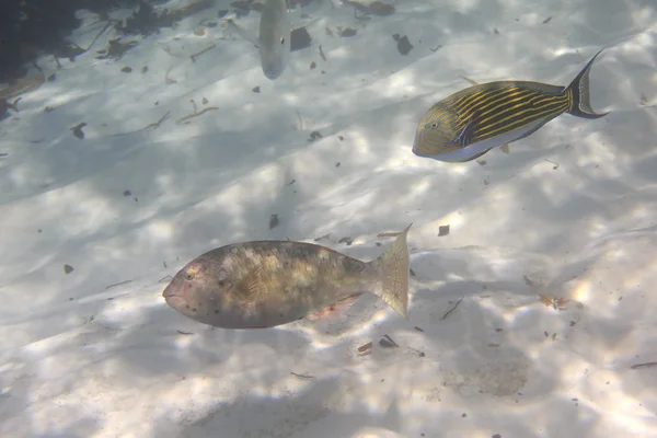 Parrotfishes in Indische Oceaan in de buurt van Seychellen. — Stockfoto