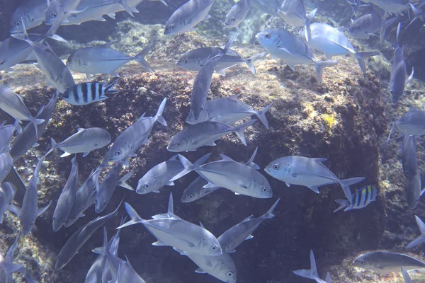 Flock of thunnus — Stock Photo, Image