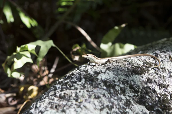 Um pequeno lagarto a aproveitar-se da rocha. Seicheles . Fotos De Bancos De Imagens