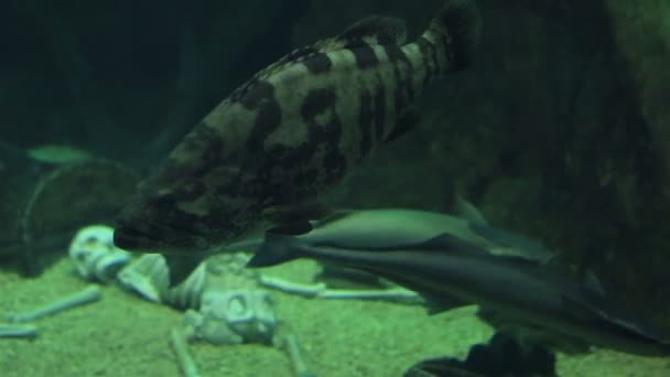 Groupers of the family Serranidae — Stock Video