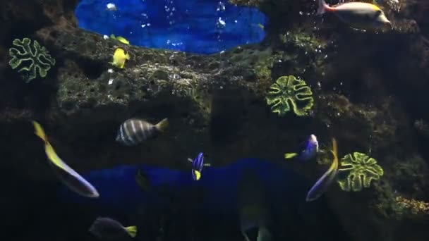 Aquarium d'eau salée magnifiquement décoré avec des poissons . — Video