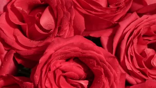 Krásnou kytici rudých růží je otočen..