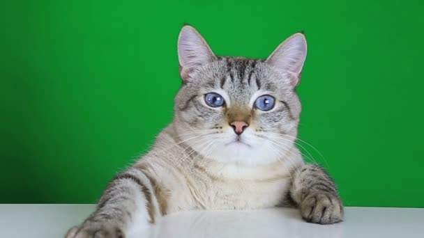 Funny Background Video Brady Bunch Funny Zoom Video Background