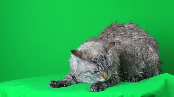 Мокрий кіт лежить і замерзає . — стокове відео