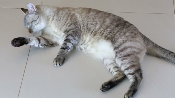 Hermoso gato tailandés lame su cuerpo . — Vídeos de Stock