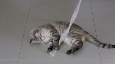 Komik kedi güzel kaşmir kemer ile çalış.