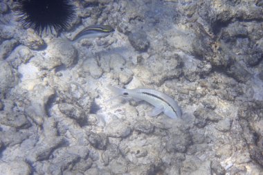 Seyşeller yakınındaki Hint Okyanusu'nda Mullus.