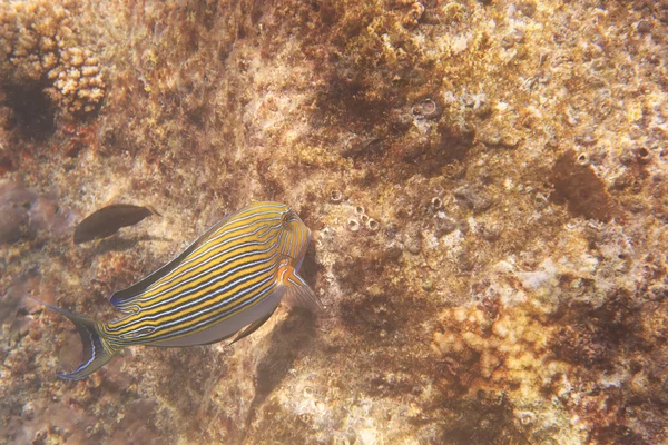 Κλόουν surgeonfish στον Ινδικό Ωκεανό κοντά Σεϋχέλλες. — Φωτογραφία Αρχείου