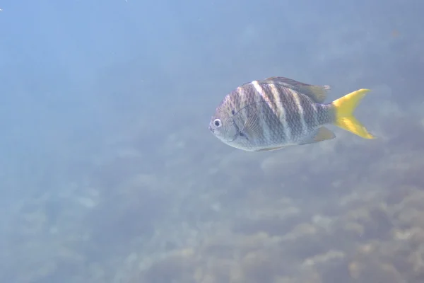 Abudefduf notatus – gatunek morskich ryb okoniokształtnych z rodziny garbikowatych. — Zdjęcie stockowe