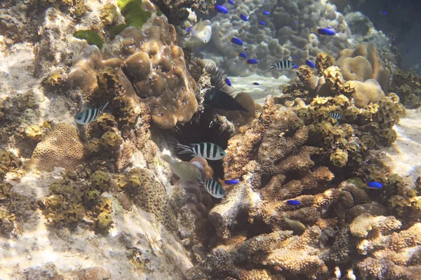 Krásné korálové útesy s rybami. Indického oceánu poblíž Seychely. — Stock fotografie