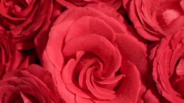 Krásnou kytici rudých růží je otočen.. — Stock video