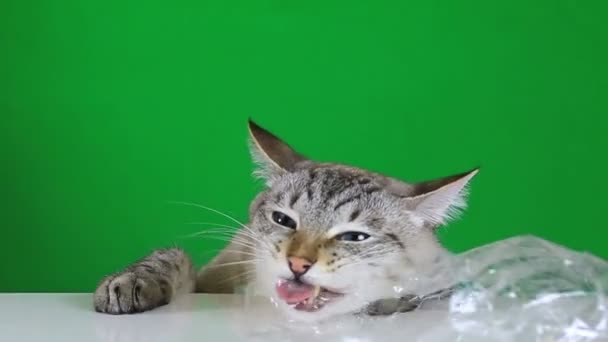 Gato divertido sentado en la mesa y masticando bolsa de plástico . — Vídeo de stock