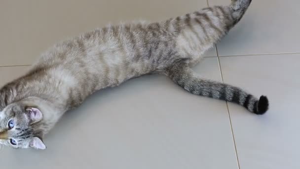 Krásné thajská kočka olizuje jeho tělo. — Stock video