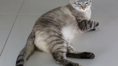 Yerde yatarken Tay imposingly güzel kedi.