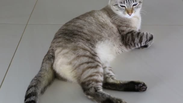 Thai imposingly beautiful cat lying on floor. — Stock Video