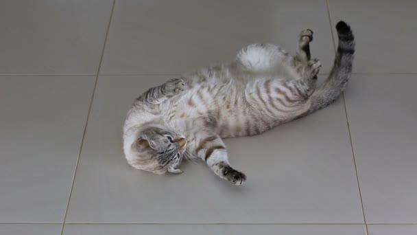 Bellissimo gatto divertente tailandese sdraiato sul pavimento . — Video Stock