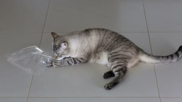 Lustige Katze kaut Plastiktüte. — Stockvideo