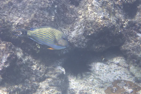 Seyşeller yakınındaki Hint Okyanusu'nda palyaço surgeonfish. — Stok fotoğraf