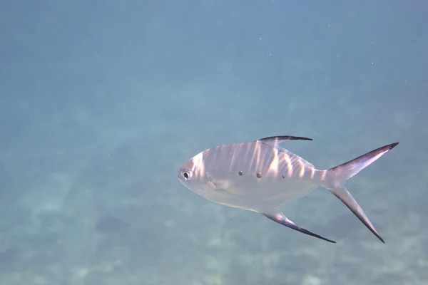 Smallspotted šipka v Indickém oceánu — Stock fotografie