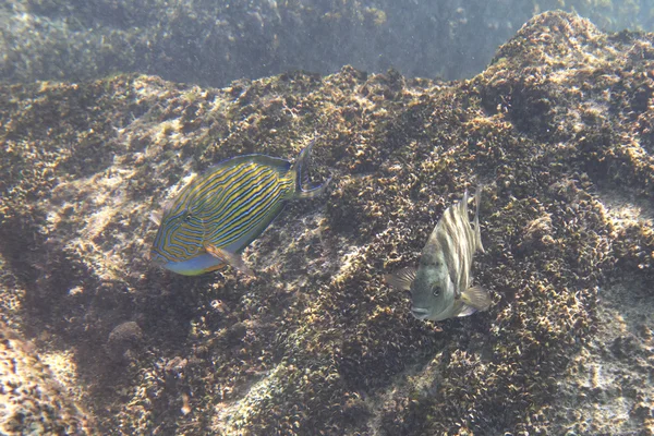 Abudefduf sordidus és surgeonfish bohóc — Stock Fotó