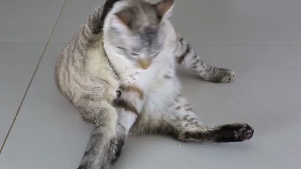 Schöne thailändische Katze leckt seinen Körper. — Stockvideo