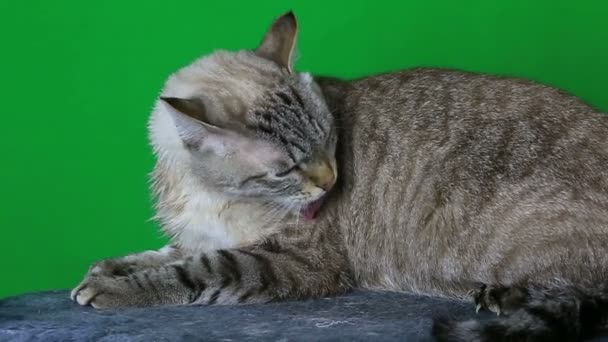 Nasse Katze leckt sich selbst. — Stockvideo