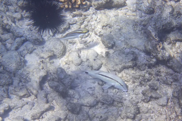 Mullus en el Océano Índico cerca de Seychelles . —  Fotos de Stock