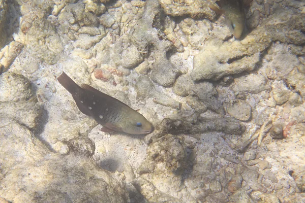 Cori házaspár alrendjébe wrasses — Stock Fotó