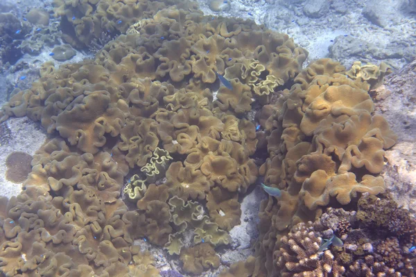 Hermoso arrecife de coral costero . — Foto de Stock