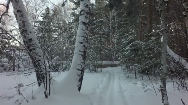 Skidspår på snö i vackra vinter blandad skog — Stockvideo