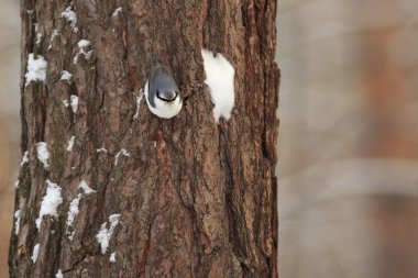 Göğüsleri, askerlerim, titmice teşkil baştankaragiller, küçük ötücü kuşların büyük bir aile