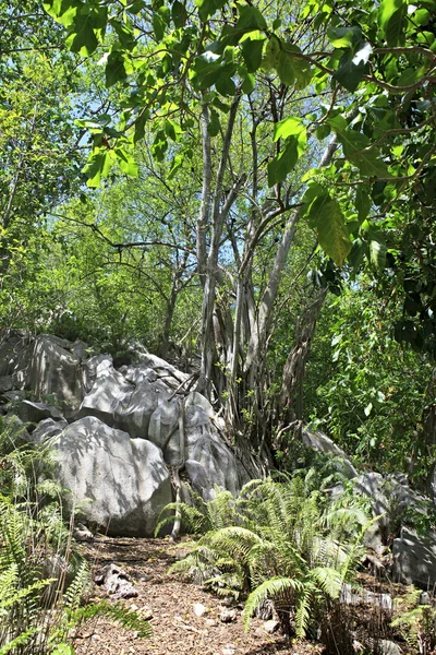 Όμορφες πέτρες και δέντρα για Cousin Island. Σεϋχέλλες. — Φωτογραφία Αρχείου