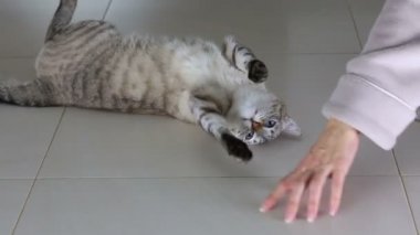 El ile güzel Tay kedi oyun fun.