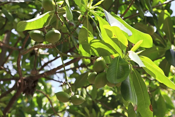 Früchte der Linde auf einem Baum. — Stockfoto