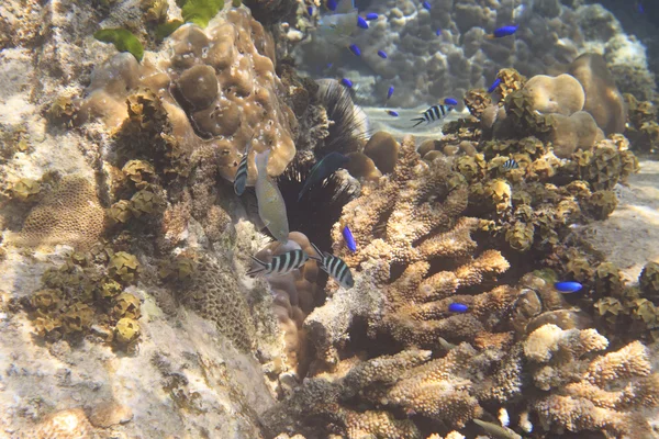 Bella barriera corallina con pesce. Oceano Indiano vicino Seychelles . — Foto Stock