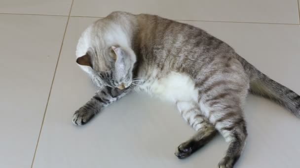 Piękny kot tajski liże jego ciała. — Wideo stockowe