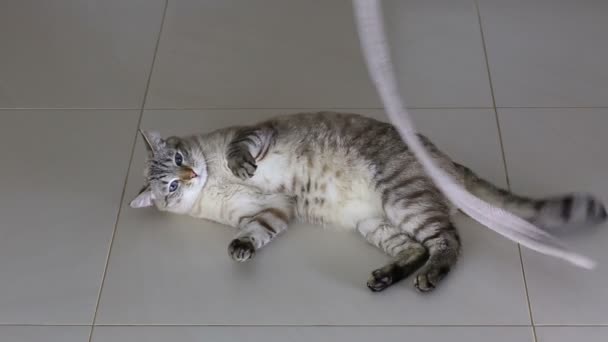 Divertente gatto gioca con bella cintura di cashmere . — Video Stock